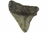 Bargain, Fossil Megalodon Tooth - North Carolina #91680-1